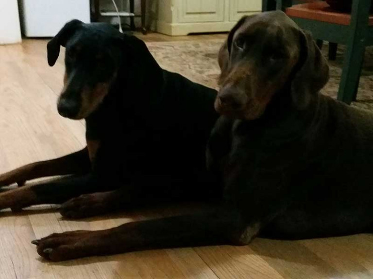 Boudie-and-Attila-2